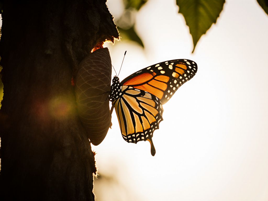 Butterfly emerging from cocoon in morning light representing transformation from toxic relationships to freedom and healing